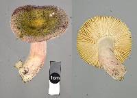 Russula atroviridis image