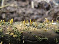 Calocera pedicellata image