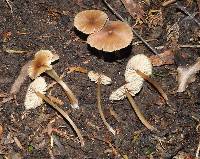 Entoloma aromaticum image