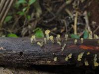 Dacrymyces longistipitatus image