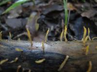 Calocera guepinioides image