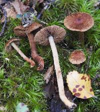 Inocybe brunneolutea image