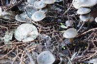 Clitocybe brunneoceracea image