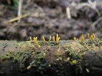 Calocera pedicellata image