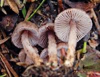 Inocybe pseudorubens image