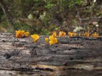 Image of Dacrymyces flabelliformis