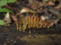 Calocera fusca image