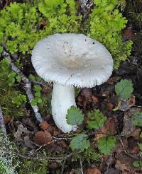 Russula purpureotincta image