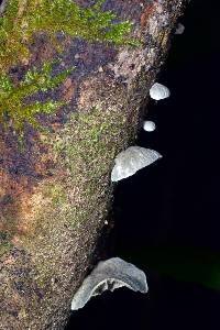 Campanella tristis image