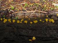 Calocera lutea image