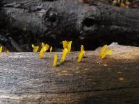 Calocera guepinioides image