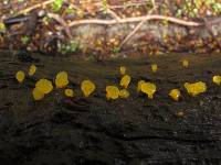 Calocera lutea image