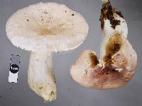 Russula purpureotincta image