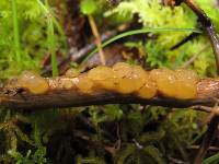 Dacrymyces citrinus image