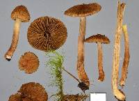 Inocybe brunneolutea image
