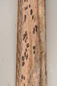Entalbostroma erumpens image