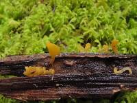 Calocera guepinioides image