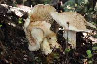 Russula tawai image