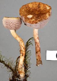 Austroboletus lacunosus image