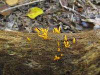 Calocera pedicellata image