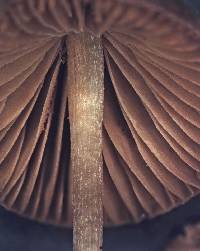 Conocybe mesospora image