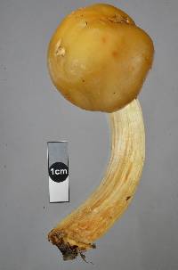 Cortinarius epiphaeus image