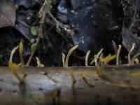 Calocera guepinioides image