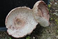 Leucoagaricus americanus image