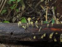 Dacrymyces longistipitatus image