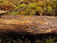 Dacrymyces pachysporus image