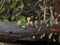 Dacrymyces longistipitatus image