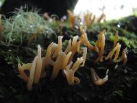 Calocera fusca image