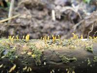 Calocera pedicellata image