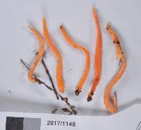 Clavaria phoenicea image
