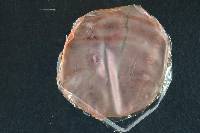 Fusarium praegraminearum image