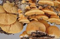 Crepidotus praecipuus image