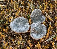 Melanoleuca fusca image