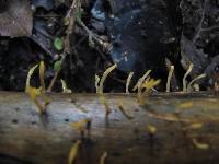 Calocera guepinioides image