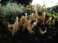 Calocera fusca image