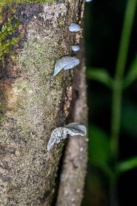 Campanella tristis image