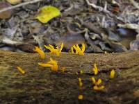 Calocera pedicellata image