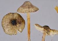 Lepiota grangei image