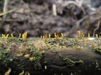 Calocera pedicellata image