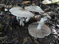 Image of Agaricus karstomyces