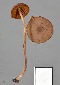 Conocybe mesospora image