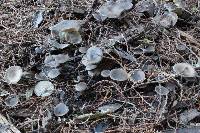 Clitocybe brunneoceracea image