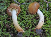 Cortinarius epiphaeus image