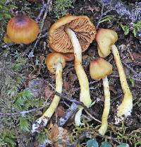 Cortinarius castaneodiscus image