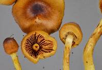 Cortinarius castaneodiscus image