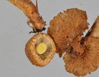 Inocybe brunneolutea image